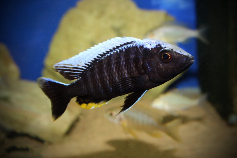 Aulonocara kandeense 'Kande Island'